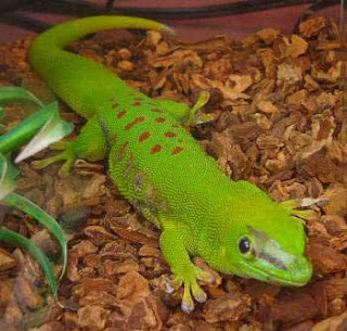 Giant day gecko