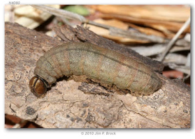 oruga de mariposa saltarina leonada