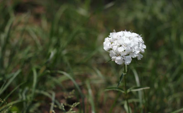 Sweet William Flowers Pictures