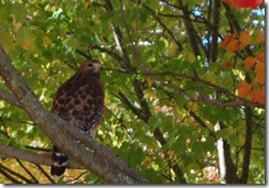 hawk
