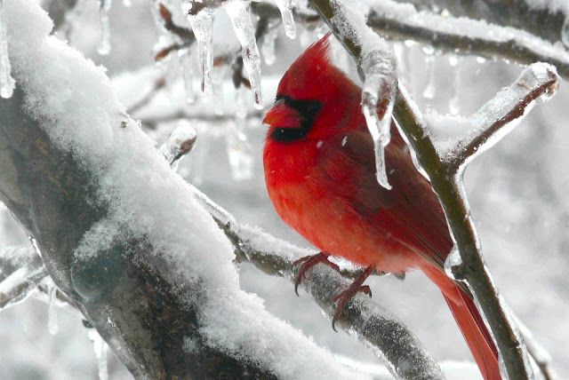 cardinal wallpaper,cardinal images,cardinal photo,cardinal picture,cardinals,cardinal bird,flying cardinal,sweet cardinals,red cardinal,