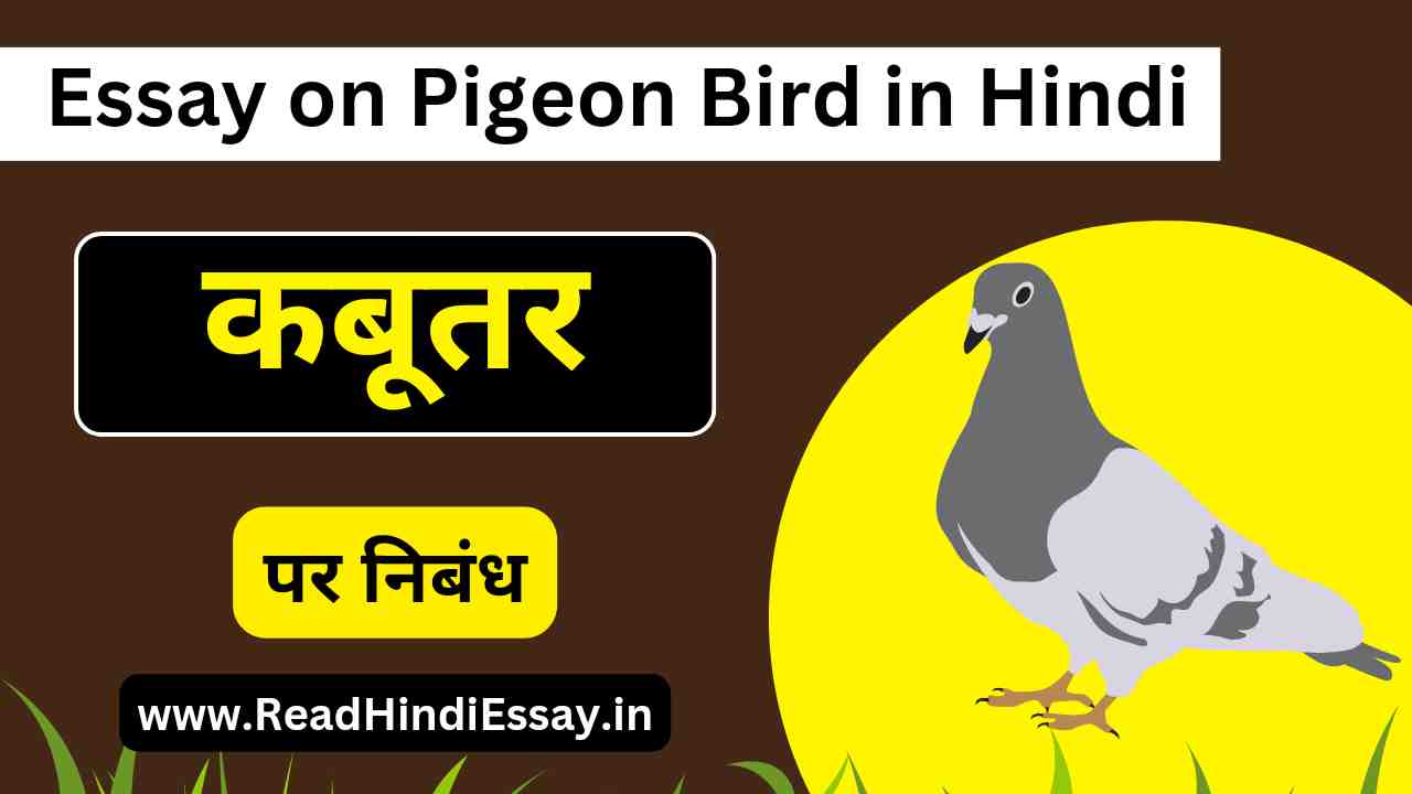 कबूतर पर निबंध हिंदी में - Essay on Pigeon in Hindi