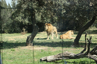 Lions zoo de la barben