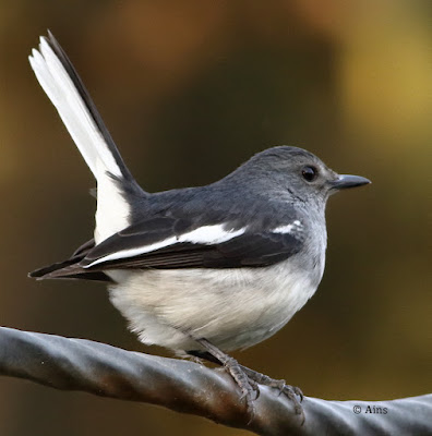 Oriental Magpie-Robin