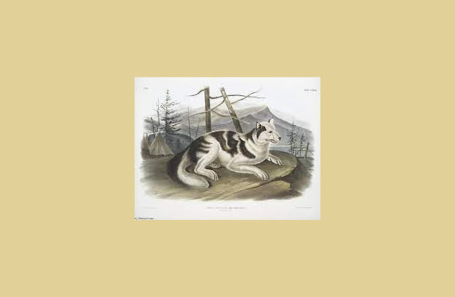 Raças extintas de cachorro - Hare Cão Indiano
