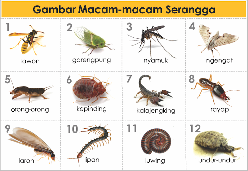 35+ Contoh Hewan Insecta Adalah, Koleksi Terkini!