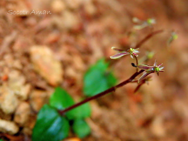 Neottia japonica