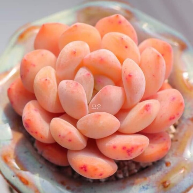 [ sulyhongloan ] SEN ĐÁ Echeveria Lady Rose