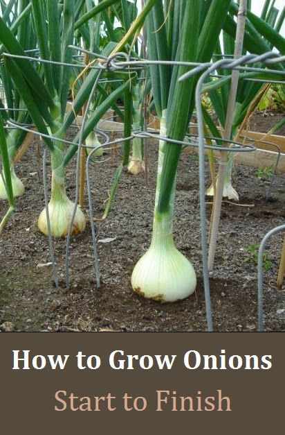 How to Best Grow Onions - Everything About Garden