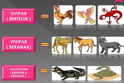 pengertian perkembangbiakan  secara generative Ovivipar 