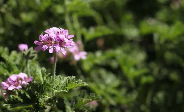 Pelargonium Graveolens Flowers Pictures