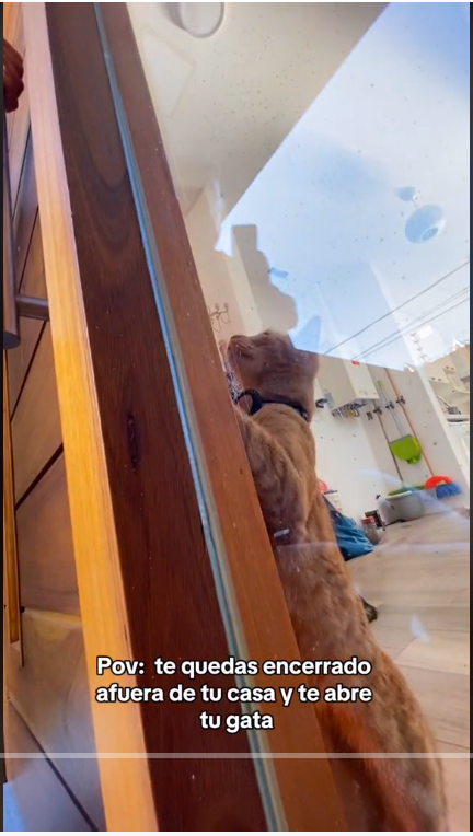 cat opening the door for its owner