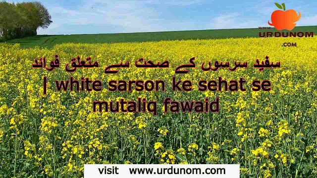  سفید سرسوں کے صحت سے متعلق فوائد | white sarson ke sehat se mutaliq fawaid