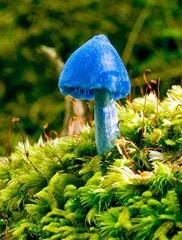 cogumelo-azul1