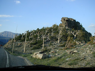 Wind blown trees at summit of Trail Ridge Road, Rocky Mountain National Park