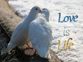 love-is-life
