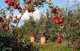 This is a picture of an apple orchard in Western Cape, RSA