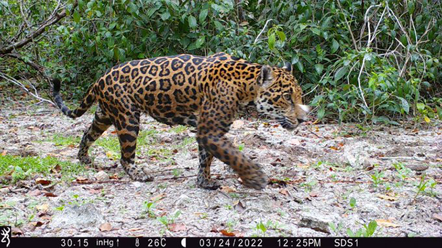 Avistan en Yucatán manada de Pecaríes de Labios Blancos, en peligro de extinción Ywitter @MauVila