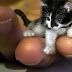 Tinker Toy, Kucing Terkecil di Dunia Menurut Guinness World Record