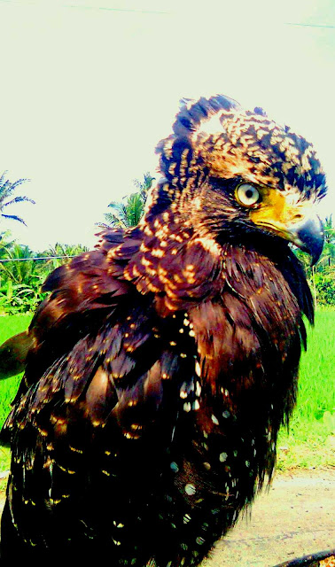 Burung Garuda Asli Gan Gadag World and News