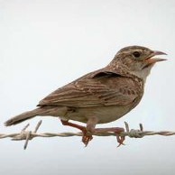 Jenis Burung Branjangan Jantan Dan Betina