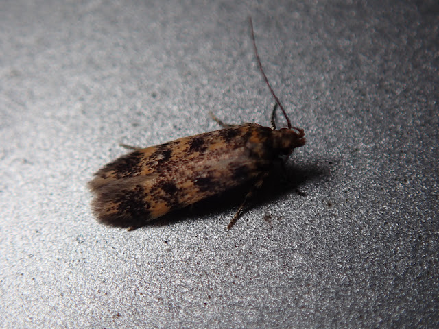 Bryotopha domestica