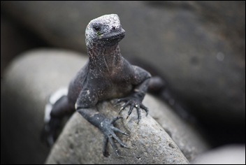 Lizard