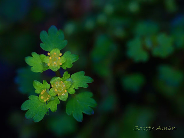 Chrysosplenium flagelliferum