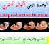    الوحدة 1:  التوالد البشري | الفصل 1: تعضي وفيزيولوجية الجهاز التناسلي عند الرجل 