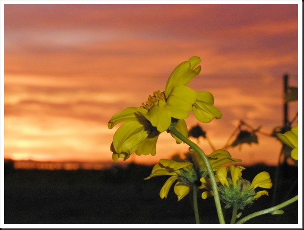 Desert In Bloom