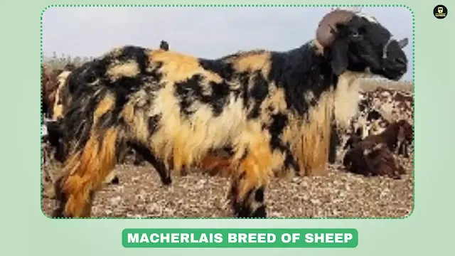 Macherla sheep, meat sheep, nbagr sheep breeds,Andhra Pradesh sheep breed, Telangana sheep, white coat sheep, Gunutur, Krishna, Prakasam, large sheep, black patches