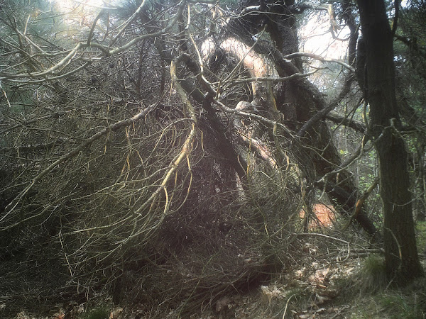 Een wirwar van omgevallen bomen