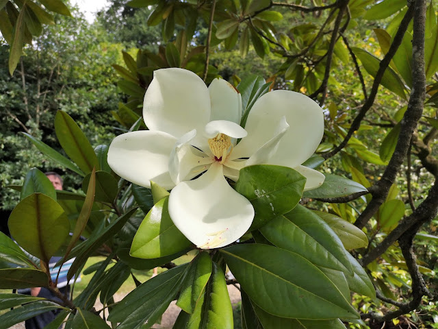 Giant magnolia flower