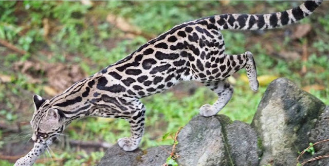 Длиннохвостая кошка Маргай (Leopardus wiedii)