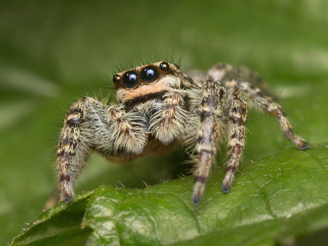 Wolf Spider