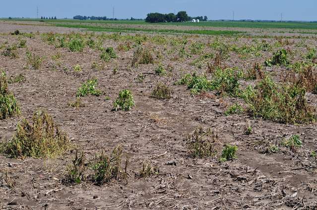 fallow syndrome corn field Minnesota