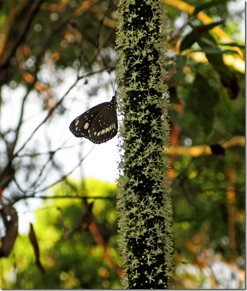 Butterfly on grasstree spike fom copy