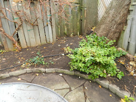 Monarch Park Backyard Toronto Fall Cleanup After by Paul Jung Gardening Services--a Toronto Organic Gardening Company