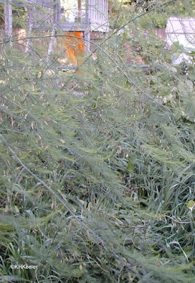 asparagus plant