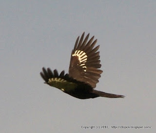 Pileated Woodpecker Flying