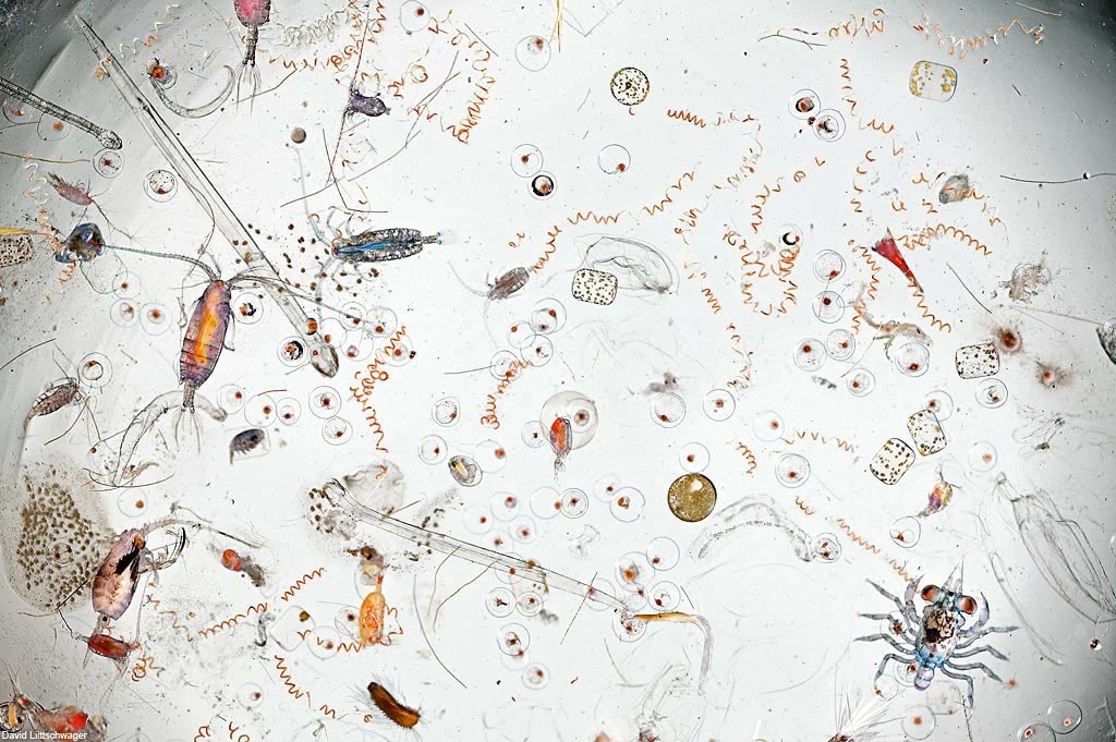 This Is What A Drop Of Seawater Magnified 25 Times Looks Like