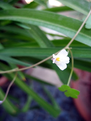 Tiny snapdragon