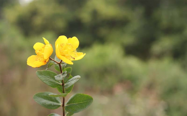 Hypericum Flowers