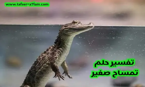 تفسير حلم تمساح صغير