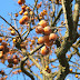 picking persimmons