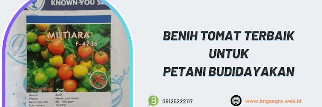 petani,bertani,bercocok tanam,tanaman,tanaman tomat