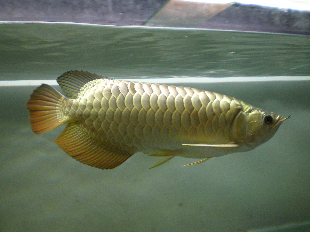 It s My Life Ikan Arowana