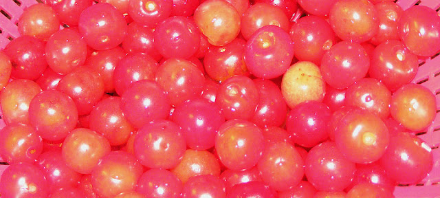 Sour cherries prepared for clafoutis. Photo by Loire Valley Time Travel.