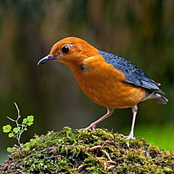  Burung Anis Merah Yang Baik