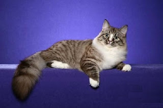 ragamuffin pets cat pussycat kitten breeds picture